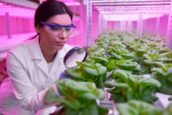 Биолог, изучающий зеленые растения в теплице — стоковое фото