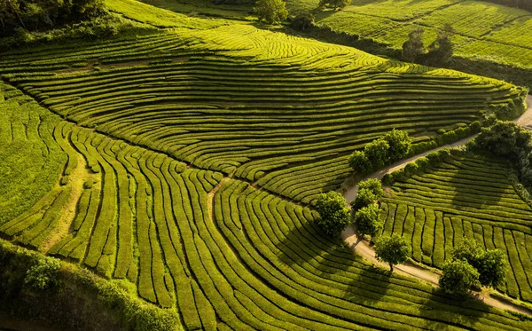 Fileiras de plantações de chá no vale — Fotografia de Stock