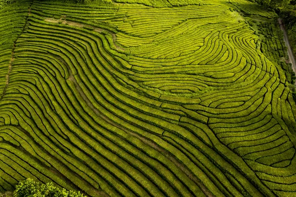 Fondo natural verde de los campos de té —  Fotos de Stock