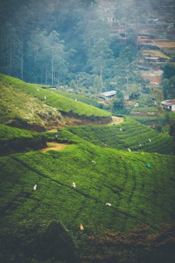 Çay toplayıcılar Srilanka yeşil çay alanları