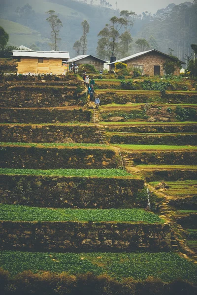 Terraces campos en Sri Lanka —  Fotos de Stock