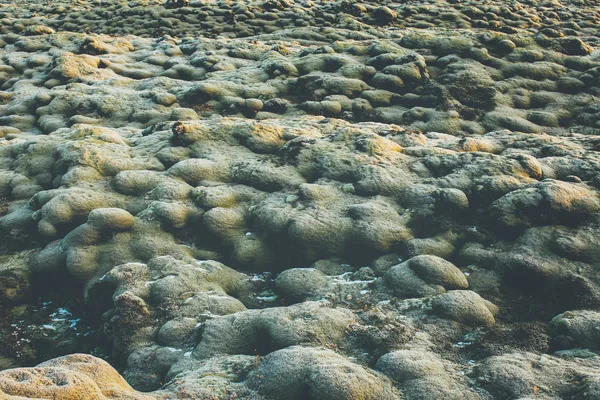 Icelandic moss cover volcanic rocks. Royalty Free Stock Images