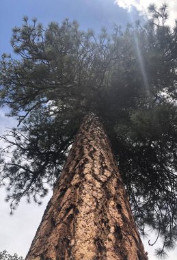 Photo taken from the bottom of tall tree. Perfectly centered picture of tall old tree.