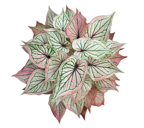 Caladium Queen Leafy Plants Bovenaanzicht Isoleren Witte Achtergrond — Stockfoto