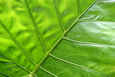 Büyük yeşil tropikal yaprak - Dev Dik Fil Kulağı Yakın plan