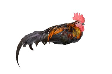 Tavuk bantam, Horoz beyazların üzerinde uyur. Kesilerek öl.