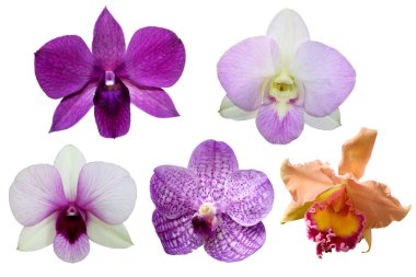 5 Orkide çiçeği beyaz arkaplanda izole edildi