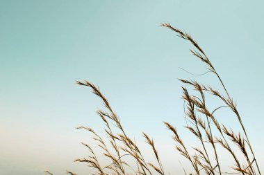 Çiçekler çimenler, rüzgarlar esiyor ve gökyüzü eskimiş.