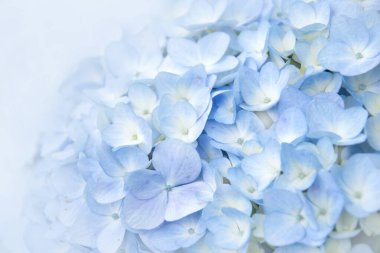 Çiçek arkaplanı yumuşak mor ortanca çiçekleri (yumuşak renk tarzı)