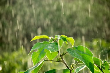 Yağmurda en tepedeki yeşil yaprak ağacını kapat