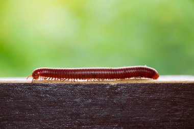 Yüzeyde sürünen kırkayağı kapatın.
