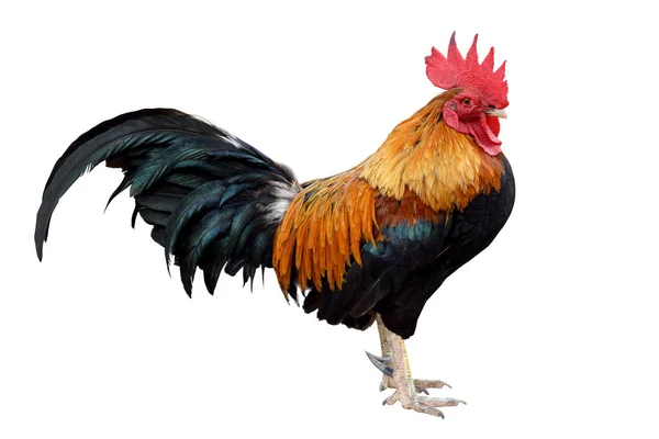 Csirke Bantam Rooster Elszigetelt Fehér Háttér Die Vágás — Stock Fotó