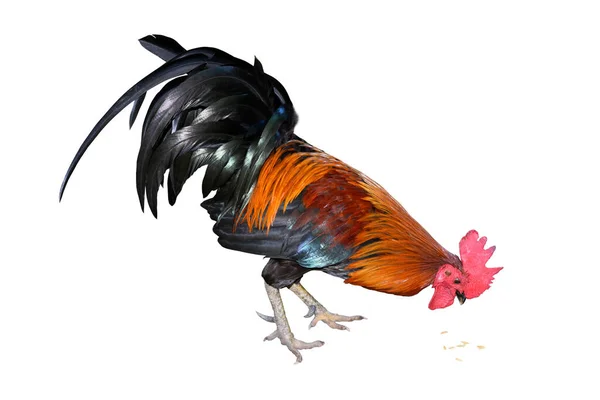 Kip Bantam Rooster Eten Geïsoleerd Wit Sterven Snijden — Stockfoto