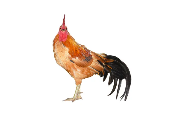 Chicken Bantam Rooster Isolated White Background Die Cutting — Stock Photo, Image