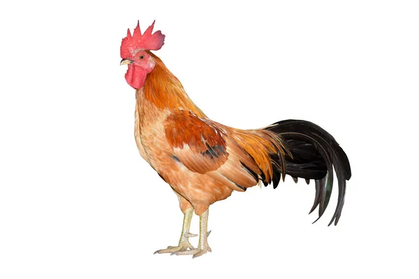 Pui Bantam Rooster Izolat Fundal Alb Die Tăiere — Fotografie, imagine de stoc