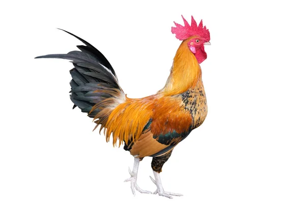 Bantam Pui Rooster Izolat Fundal Alb Die Tăiere — Fotografie, imagine de stoc