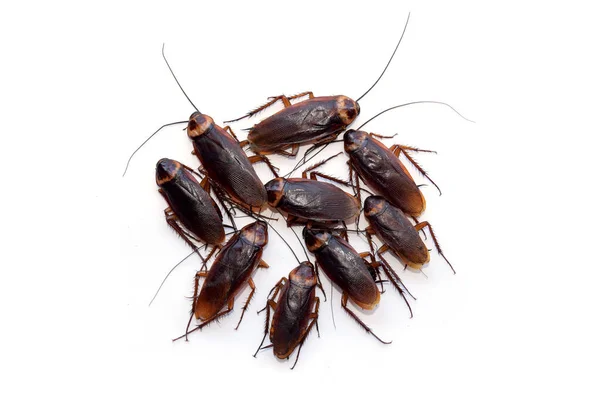 Groepswandeling Kakkerlak Isoleren Witte Achtergrond — Stockfoto