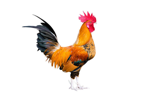 chicken bantam ,Rooster crowing isolated on white (Die cutting)