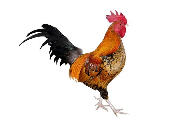 Chicken Bantam Rooster Isolated White Die Cutting — Stock Photo, Image