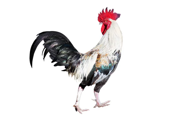 White Black Chicken Bantam Rooster Look Back Isolated White Die — Stock Photo, Image