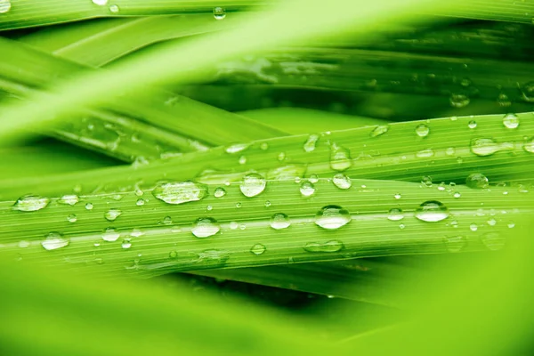 Close Water Rain Drop Green Leaf Nature Texture Background — Stock Photo, Image