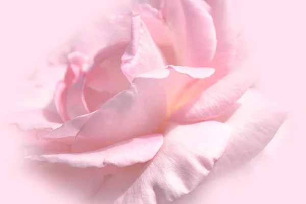 Close Bloemen Roze Roos Bloem Zachte Kleur Stijl Voor Achtergrond — Stockfoto