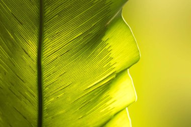 Yeşil kuşun eğreltiotu yaprağını kapat doğa soyut arka plan