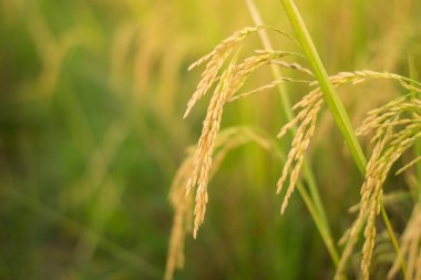 Sahadaki sarı çeltik tarlasına yakın.