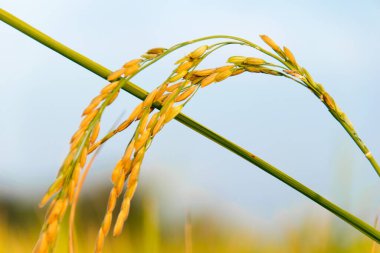 Sarı çeltik tarlasına ve güneş ışığına yakın
