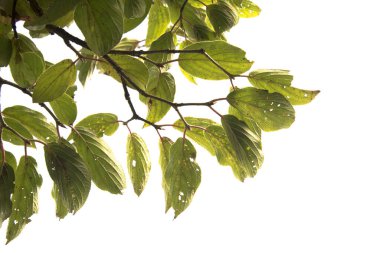 Dalın yeşil yaprağı beyaz arkaplanda izole