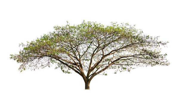 Rain Tree Φύση Απομονώσει Λευκό Φόντο — Φωτογραφία Αρχείου