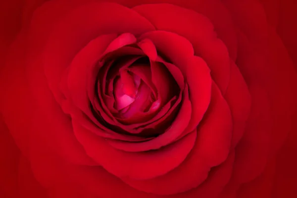 Top View Red Rose Nature Abstract Texture Background — Zdjęcie stockowe