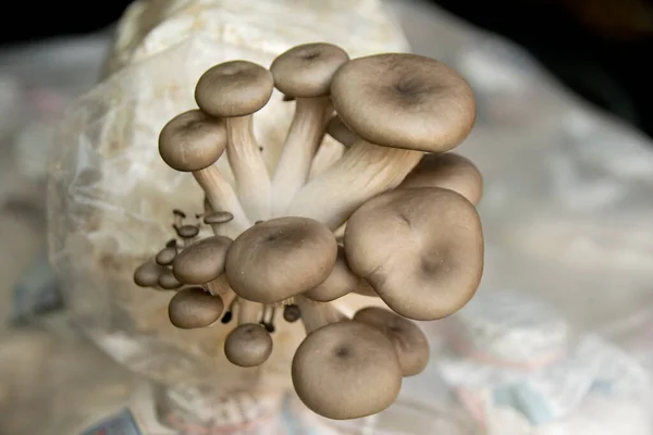 stock image Close up fresh Angel mushroom for cook