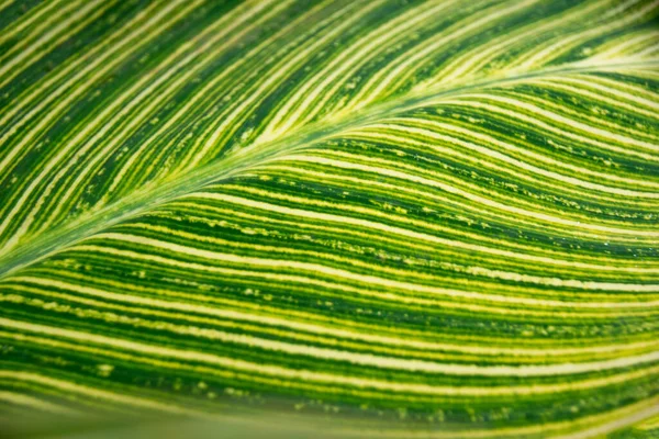 Close Amarelo Verde Marantaceae Folha Natureza Abstrato Fundo — Fotografia de Stock