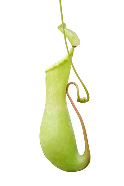 Planta Jarro Nepenthes Uma Videira Carnívoro Tropical Planta Isolada Fundo — Fotografia de Stock