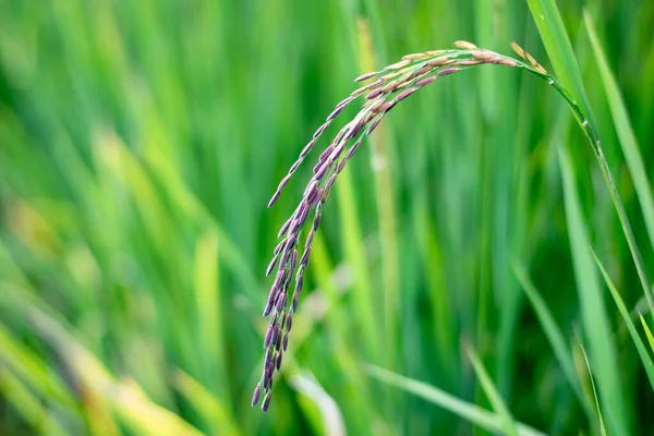 Zamknij Riceberry Rice Polach Uprawnych Tajlandii — Zdjęcie stockowe