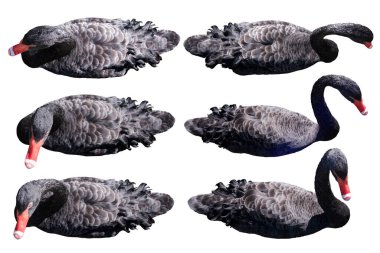 Üst görünüm siyah kuğu izolasyonu beyaz arkaplanda ayarlandı