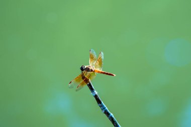 Yüzeyin üzerindeki dallara yakın yusufçuk (böcek).