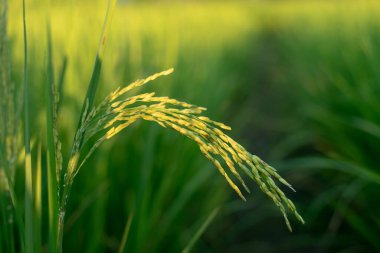 Tarlada taze yeşil çeltik pilavı