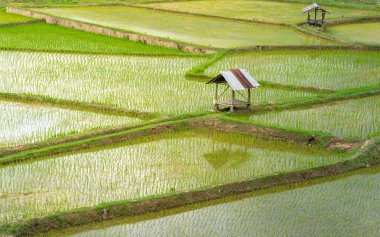 Tarım sezonu - Tayland 'da yeşil pirinç tarlaları ve kır evleri