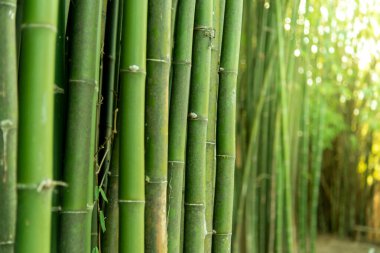 Bahçe parkında yeşil bambu sapları