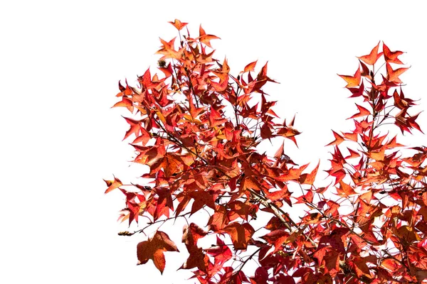 Laranja Folha Bordo Vermelho Ramo Isolado Fundo Branco — Fotografia de Stock