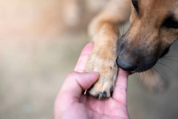 Erkeklerin Elleri Köpeğin Ayaklarına Tutunuyor — Stok fotoğraf