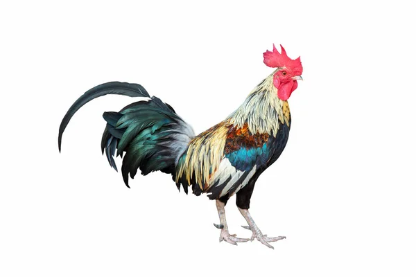 Rooster Chicken Standing Isolate White Background — Stock Photo, Image