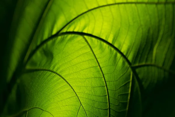 Närbild Natur Grön Blad Rulla Upp Textur För Abstrakt Bakgrund — Stockfoto