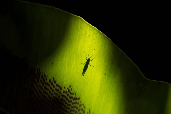 Ombre Sauterelle Sur Feuille Verte — Photo