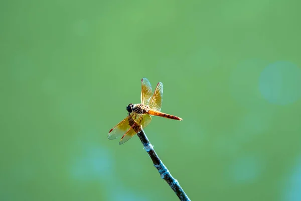 Großaufnahme Libelle Insekt Auf Den Ästen Über Der Oberfläche — Stockfoto