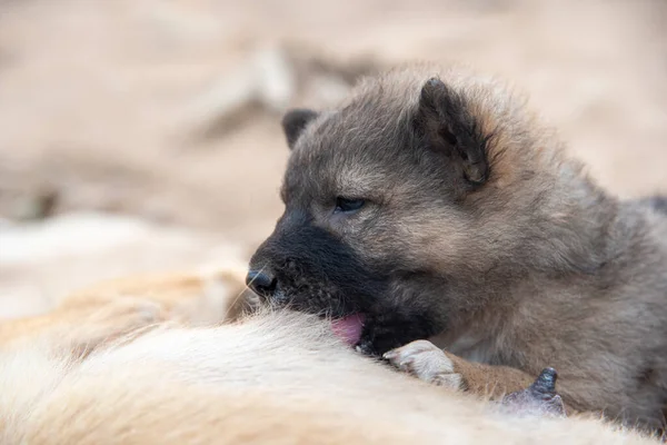 Cachorro Está Chupando Peito Mãe — Fotografia de Stock