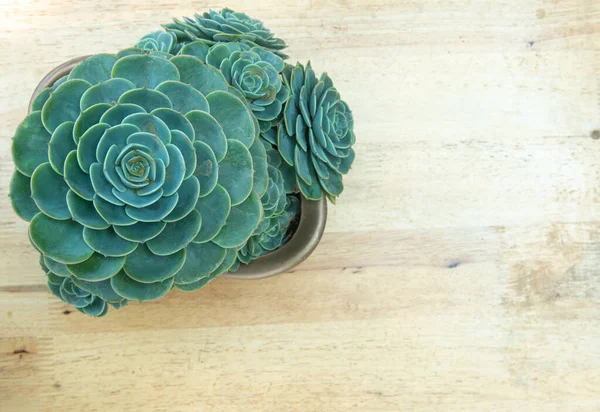 Üst Manzara Echeveria Zarafeti Ahşap Zemindeki Saksılarda Bitki Yetiştiriyor — Stok fotoğraf