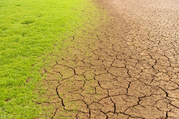 Les Champs Verts Entre Sol Sec — Photo